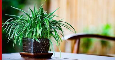 Дешевые и красивые: 6 комнатных растений, которые преобразят дом - profile.ru