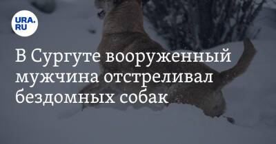 Наталья Комарова - В Сургуте вооруженный мужчина отстреливал бездомных собак - ura.news - Сургут - Югра