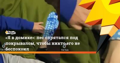 «Я в домике»: пес спрятался под покрывалом, чтобы никто его не беспокоил - ridus.ru