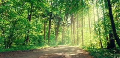 Гессен планирует посадить в 2022 году 5,5 млн деревьев в государственном лесу - rusverlag.de - земля Гессен