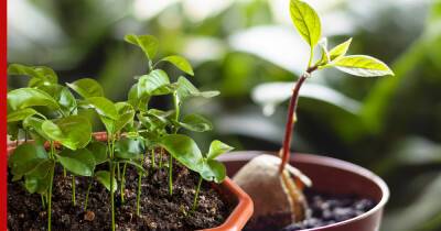 Три комнатных растения, которые можно вырастить из косточки: советы по посадке - profile.ru