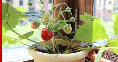 На балконе или террасе: какие ягодные кустарники можно выращивать в горшках и контейнерах - profile.ru