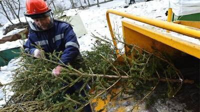 Пункты приема елок в Москве после празднования Нового года - pravda-tv.ru - Москва