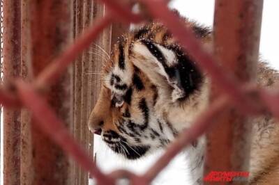 В Приморье нашли убитого амурского тигренка - aif.ru - Приморье край - район Красноармейский - Уссурийск