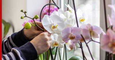 Как ухаживать за орхидеями зимой: полив, удобрения, выбор места - profile.ru