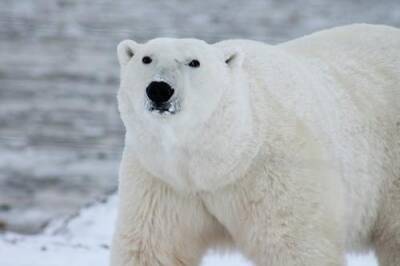 Ученые фиксируют масштабные вымирания животных в Арктике - argumenti.ru
