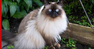 Самые пушистые: 5 пород кошек с красивой длинной шерстью - profile.ru - Австралия - USA - штат Монтана