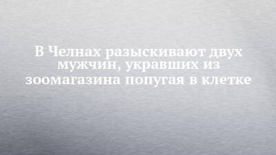 В Челнах разыскивают двух мужчин, укравших из зоомагазина попугая в клетке - chelny-izvest.ru - Набережные Челны