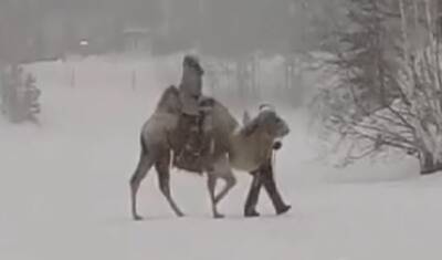 В Тюмени появился новый верблюд и северные олени - nashgorod.ru - Тюмень