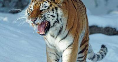 В Приморье в окрестностях города Арсеньев заметили следы двух тигров - ren.tv - Приморье край