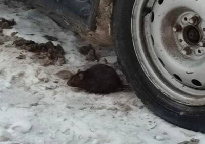 Рязанцы сообщили о крысе, выбежавшей из магазина суши в Дашково-Песочне - ya62.ru - Рязань