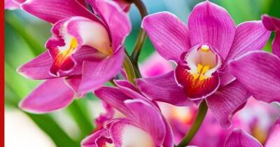Без удобрений: как заставить орхидею цвести в любое время - profile.ru