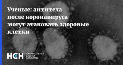 Ученые: антитела после коронавируса могут атаковать здоровые клетки - nsn.fm - Лос-Анджелес