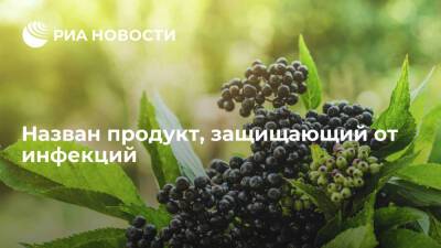 Molecules: в бузине обнаружили источник антиоксидантов, который защищает от инфекций - ria.ru - Москва