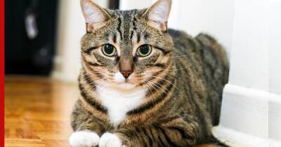 Удивительные способности: 8 самых умных пород кошек - profile.ru