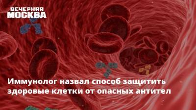 Владимир Болибок - Иммунолог назвал способ защитить здоровые клетки от опасных антител - vm.ru - Москва - Лос-Анджелес