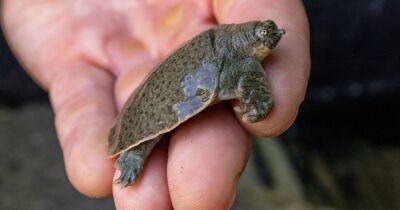 20 лет ожидания. В Северной Америке впервые вылупились детеныши черепахи с мягким панцирем - focus.ua - Украина - Индия - Сан-Диего