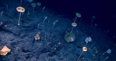 Стивен Спилберг - Пришельцы в глубине: в подводном "странном" лесу обнаружили великолепного инопланетянина (видео) - focus.ua - Украина
