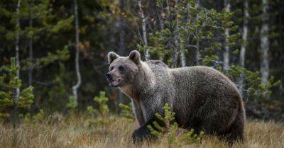 Управление охраны природы выяснило личность автоводителя, который издевался над медведем - rus.delfi.lv - Латвия