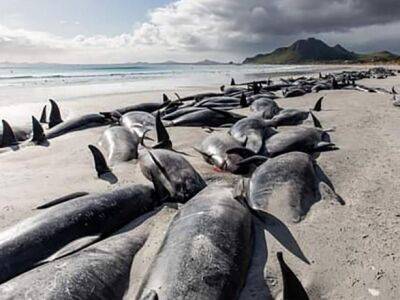 Около 500 "черных дельфинов" погибли, выбросившись на берег возле Новой Зеландии - unn.com.ua - Украина - Киев - Новая Зеландия