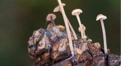В Литве спустя более чем 50 лет обнаружен редкий гриб – беоспора мириадолюбивая - obzor.lt - Литва