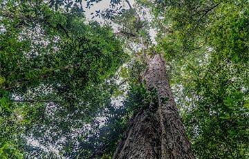 Найдено самое высокое дерево в Амазонке - charter97.org - Белоруссия - Экология