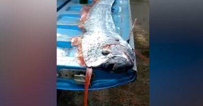 У берегов Мексики выловили рыбу "Судного дня": ее считают предвестницей катастроф (видео) - focus.ua - Украина - New York - Япония - Мексика