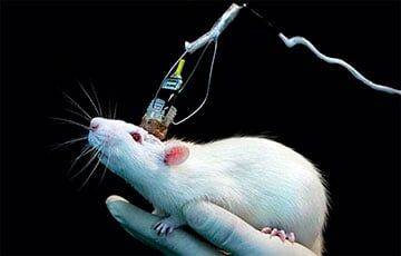 Ученые вживили ткань человеческого мозга в мозг крысят - charter97.org - Белоруссия