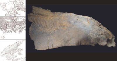 Разорвана древними крокодилами: в США изучили мумию динозавра с блестящей кожей (фото) - focus.ua - США - Украина - штат Теннесси