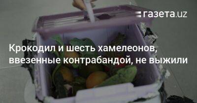 Узбекистан - Крокодил и шесть хамелеонов, ввезенные контрабандой в Узбекистан, не выжили - gazeta.uz - Узбекистан - Ташкент