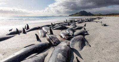У острова смерти в Новой Зеландии, окруженного акулами, погибли 4000 китов за 120 лет (фото) - focus.ua - Украина - Новая Зеландия