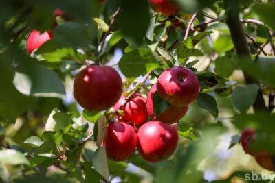В Беларуси планируют собрать до 190 тысяч тонн фруктов - grodnonews.by - Белоруссия