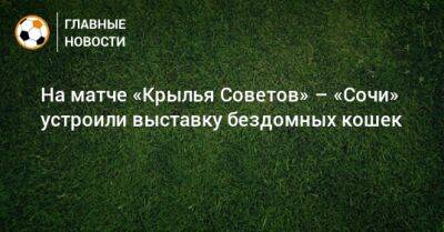 На матче «Крылья Советов» – «Сочи» устроили выставку бездомных кошек - bombardir.ru - Сочи