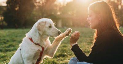 Особый стиль воспитания влияет на то, какой вырастет ваша собака: в чем секрет - focus.ua - США - Украина - штат Орегон