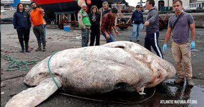 Новый мировой рекорд. Обнаружена самая тяжелая рыба на Земле весом в 3 тонны (фото) - focus.ua - Украина - Япония - Камбоджа - Португалия - Гренландия