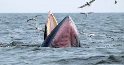 Не успели пожить. В мире осталось 50 китов Мексиканского залива, открытых лишь в прошлом году - focus.ua - США - Украина