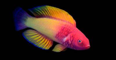 Рождается самкой, а становится самцом. В Индийском океане обнаружен новый вид необычных рыб - focus.ua - Украина - Австралия - Мальдивы