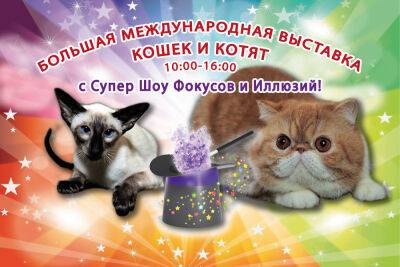 Большая Международная выставка кошек и Супер Шоу Иллюзий - news.israelinfo.co.il - Израиль - Сомали