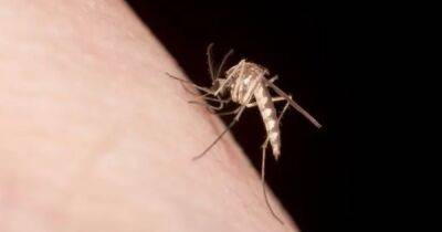 Некоторых людей комары действительно кусают чаще: ученые выяснили, почему так происходит - focus.ua - США - Украина - Нью-Йорк