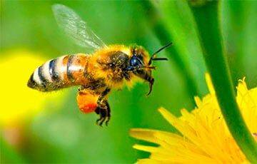 Ученые: Пчелы упорядочивают числа так же, как люди - charter97.org - Белоруссия