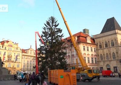 Главную рождественскую елку Чехии скормят слонам: видео - vinegret.cz - Чехия - Прага