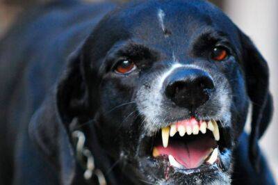 Россельхознадзор: владельцы собак должны проводить противоэпизоотические мероприятия - afanasy.biz - Россия