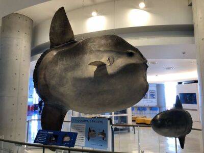 Біля Азорських островів виявлено найважчу рибу у світі - lenta.ua - Украина - Японія