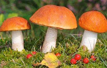Какие необычные грибы находят в белорусских лесах - charter97.org - Белоруссия - район Брагинский - район Пуховичский