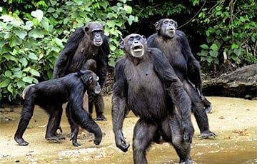 Ученые: Шимпанзе оказались способны шагать в ногу - charter97.org - Белоруссия - Замбия