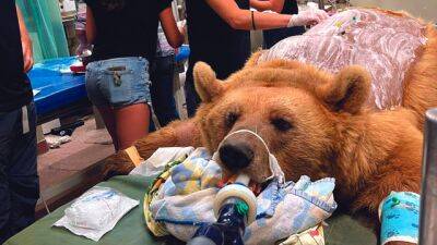 Драма в зоопарке Хайфы: ветеринар хочет усыпить больную медведицу, работники против - vesty.co.il - Израиль