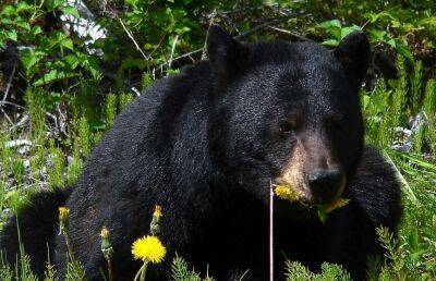 Американка спаслась от медведицы, ударив животное по носу - ont.by - США - New York - Белоруссия - штат Вашингтон