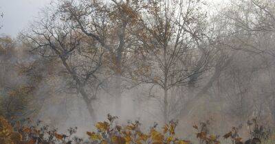 Погода в Украине на 24 октября: На востоке дождь, на западе туман (КАРТА) - dsnews.ua - Украина - Киев - Киевская обл.