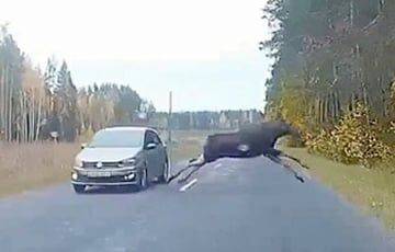 Огромный лось и авто разминулись буквально в паре сантиметрах: видео - charter97.org - Белоруссия