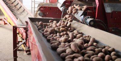 В Беларуси убрали картофель на 93% площадей - grodnonews.by - Белоруссия